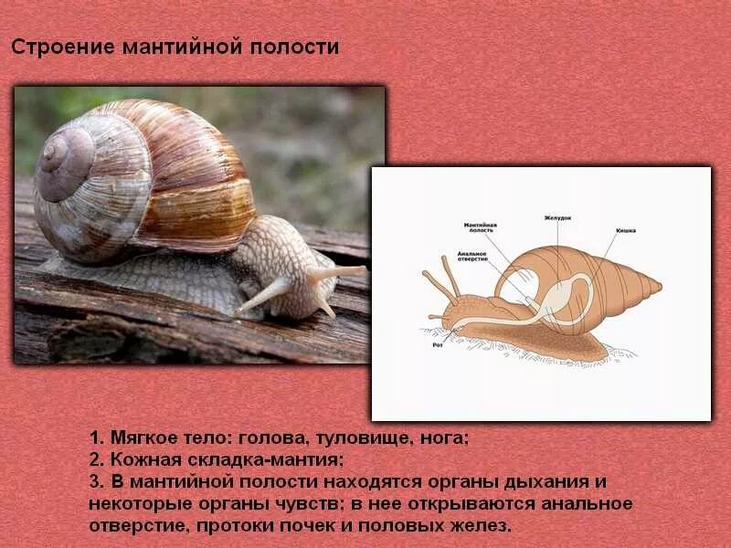 Тело моллюска имеет мантию