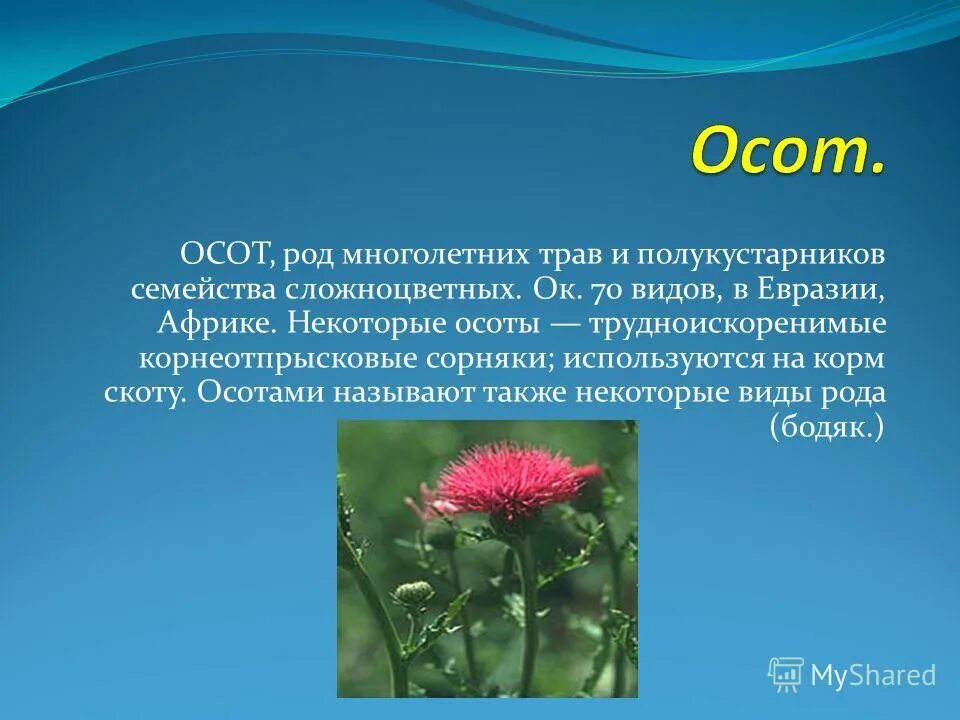 Сложноцветные осот. Бодяк Астровые. Сложноцветные Бодяк сорняк. Сообщение о растениях семейства Сложноцветные. Какие отношения складываются между осотом и томатом