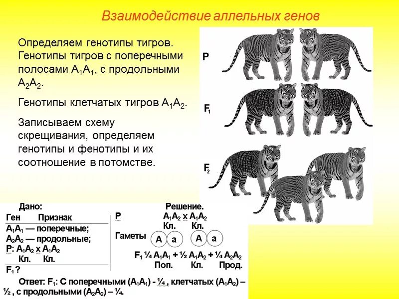 Каков генотип особи аа. Количество хромосом у кошачьих. Задачи по генетики аллельные гены. Схема наследование окраски у кошек. Генетика скрещивание животных.