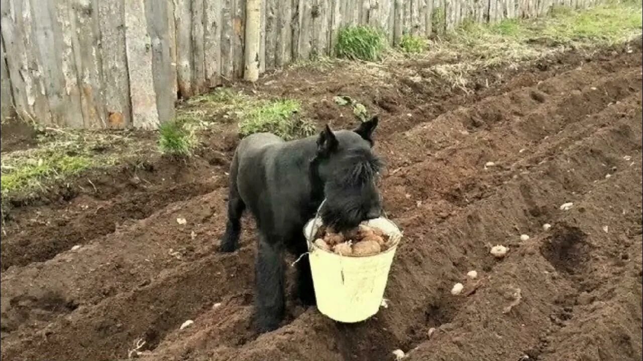 Можно собакам давать картошку. Приколы про копку картошки. копать картошку прикол. огород юмор. копает землю на даче прикол.