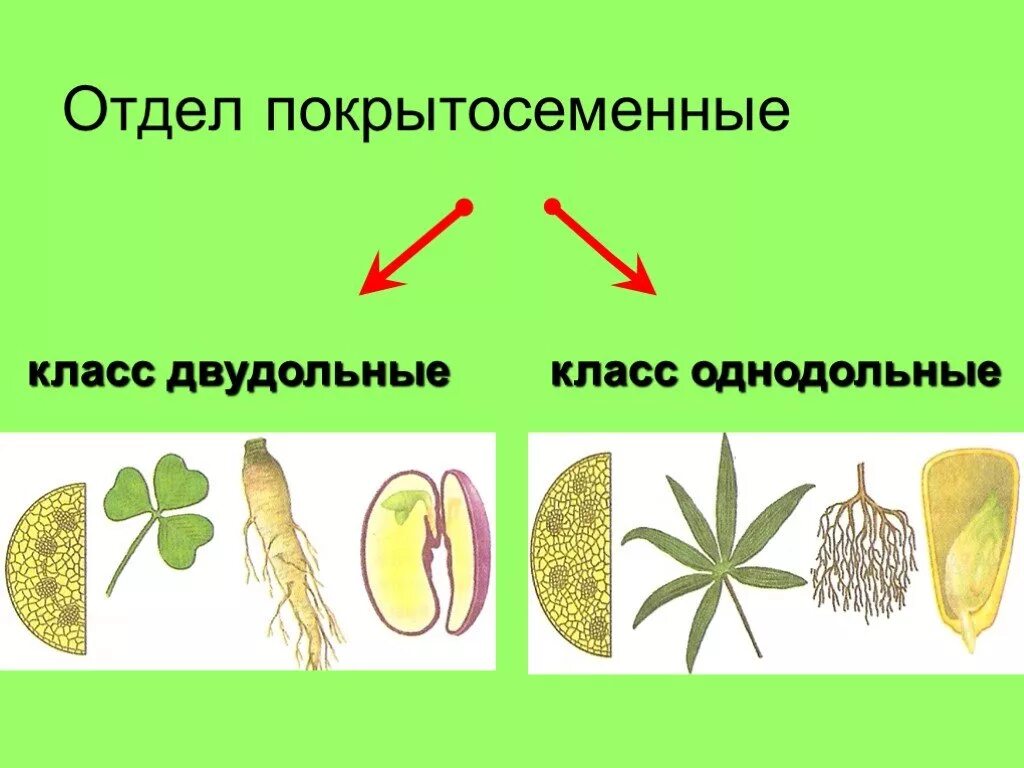 Записать классификацию цветковых растений. Покрытосеменные растения однодольные и двудольные. отделы однодольных и двудольных растений. отдел цветковые класс двудольные. классы цветковых растений однодольные и двудольные.