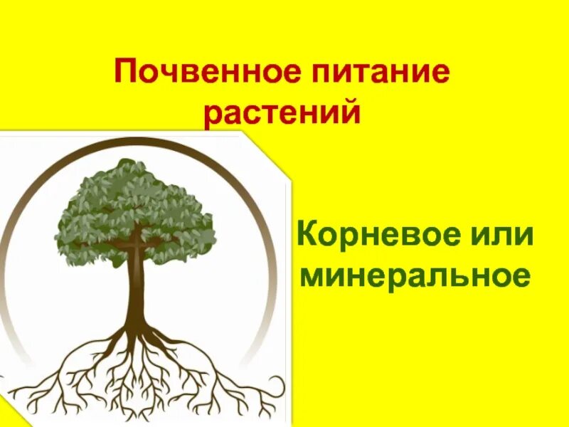 Питание растений. Почвенное питание растений. Почвенное питание растений 6 класс. Почвенное питание растений схема.