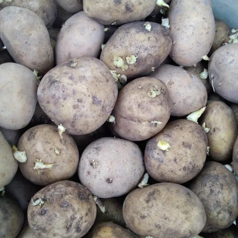Семена картофеля купить в интернет. Семенной картофель Фиделия. Семенной картофель Ронда. Картофель семенной Калета. Семенная картошка.