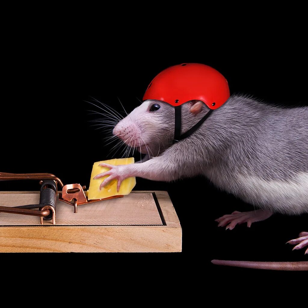 Rat hacking. Мышеловка rat&amp;mouse. мышь в мышеловке. крыса. смешные крысы.