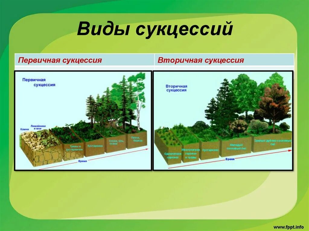 Последовательность этапов сукцессии. Болотная сукцессия. Первичная и вторичная сукцессия. Виды сукцессий. Первичная сукцессия и вторичная сукцессия.