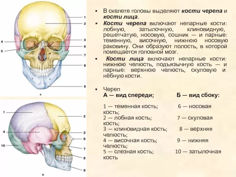 Клиновидная и лобная кость черепа. Парные и непарные кости лицевого отдела черепа. Череп мозговой отдел парные и непарные кости черепа. Череп лицевой отдел парные и непарные кости черепа.