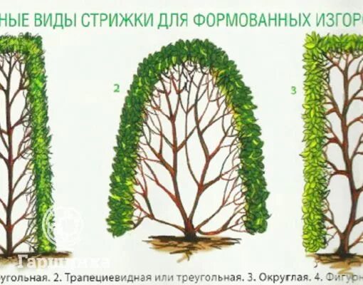 Как подстригать правильно дерево