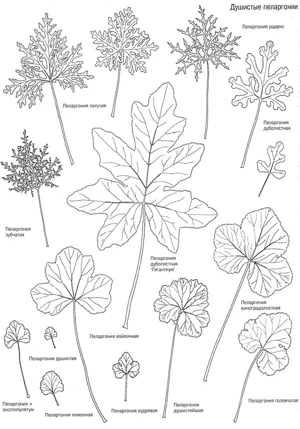 Герань биология. Пеларгония душистая листья. Пеларгония душистая строение. Пеларгония герань лист. Пеларгония душистая стебель.