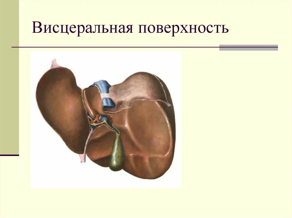 Укажите доли печени. Печень диафрагмальная поверхность висцеральная поверхность. Печень строение анатомия висцеральная поверхность. Доли висцеральной поверхности печени. Доли печени висцеральная поверхность схема.