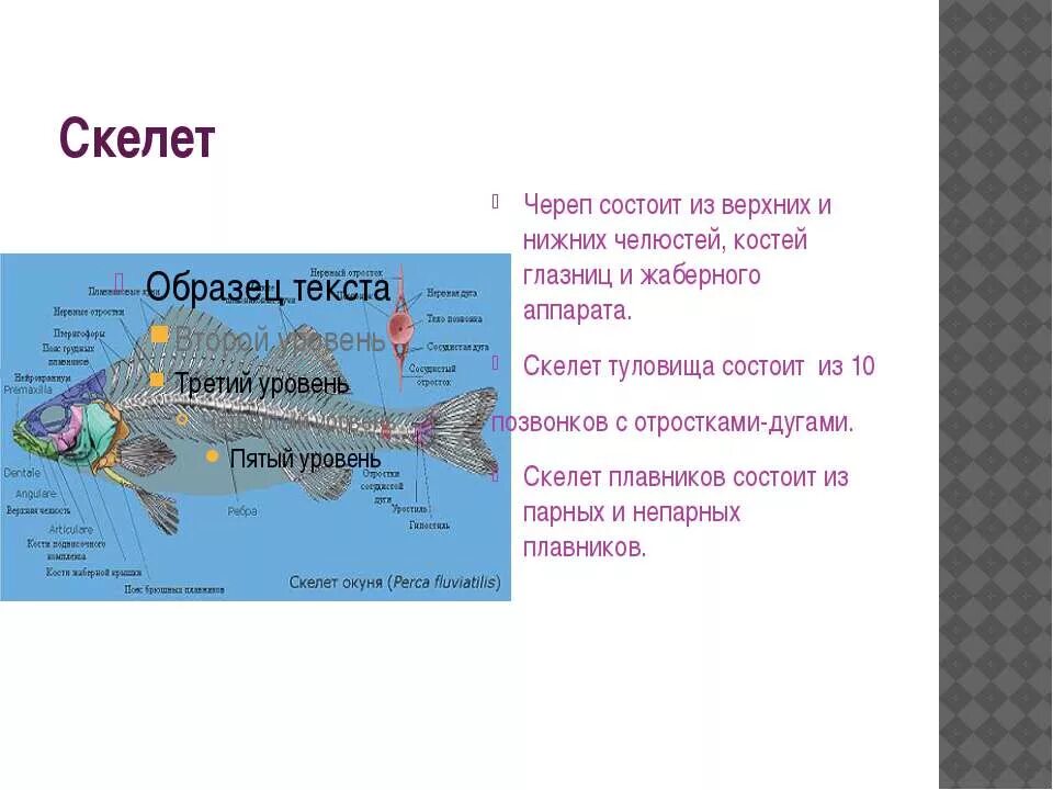 Скелет туловища рыбы. Скелет туловища рыбы