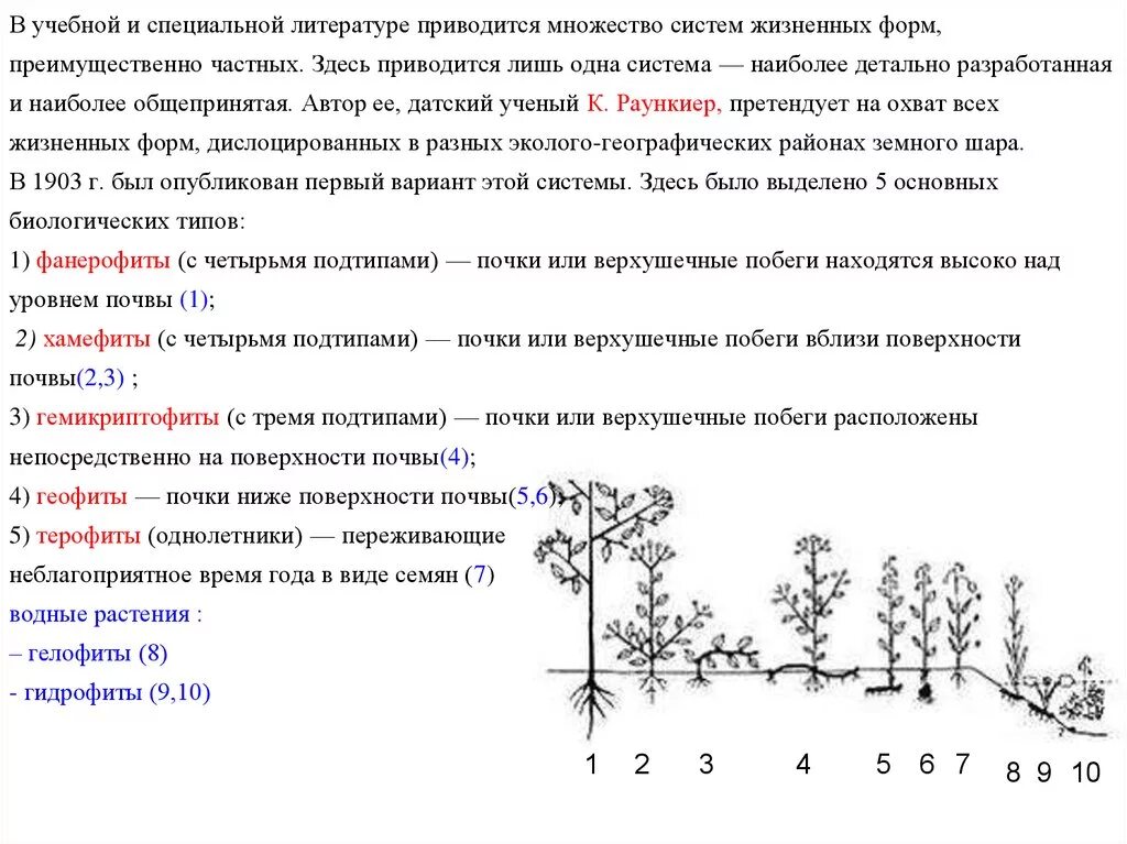 Определите жизненные формы растений. Система жизненных форм по Раункиеру. Жизненные формы растений по Раункиеру. Раункиер классификация жизненных форм. Классификация растений по Раункиеру.