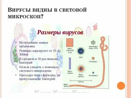 Вирусы проходят через бактериальные фильтры