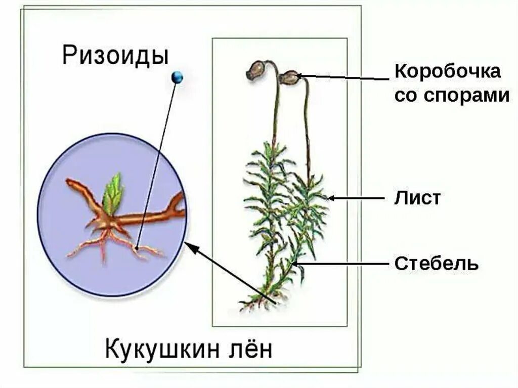 Ризоиды Кукушкин лен. Зелёный мох Кукушкин лён строение. Мох Кукушкин лен ризоиды. Строение мха Кукушкин лен.