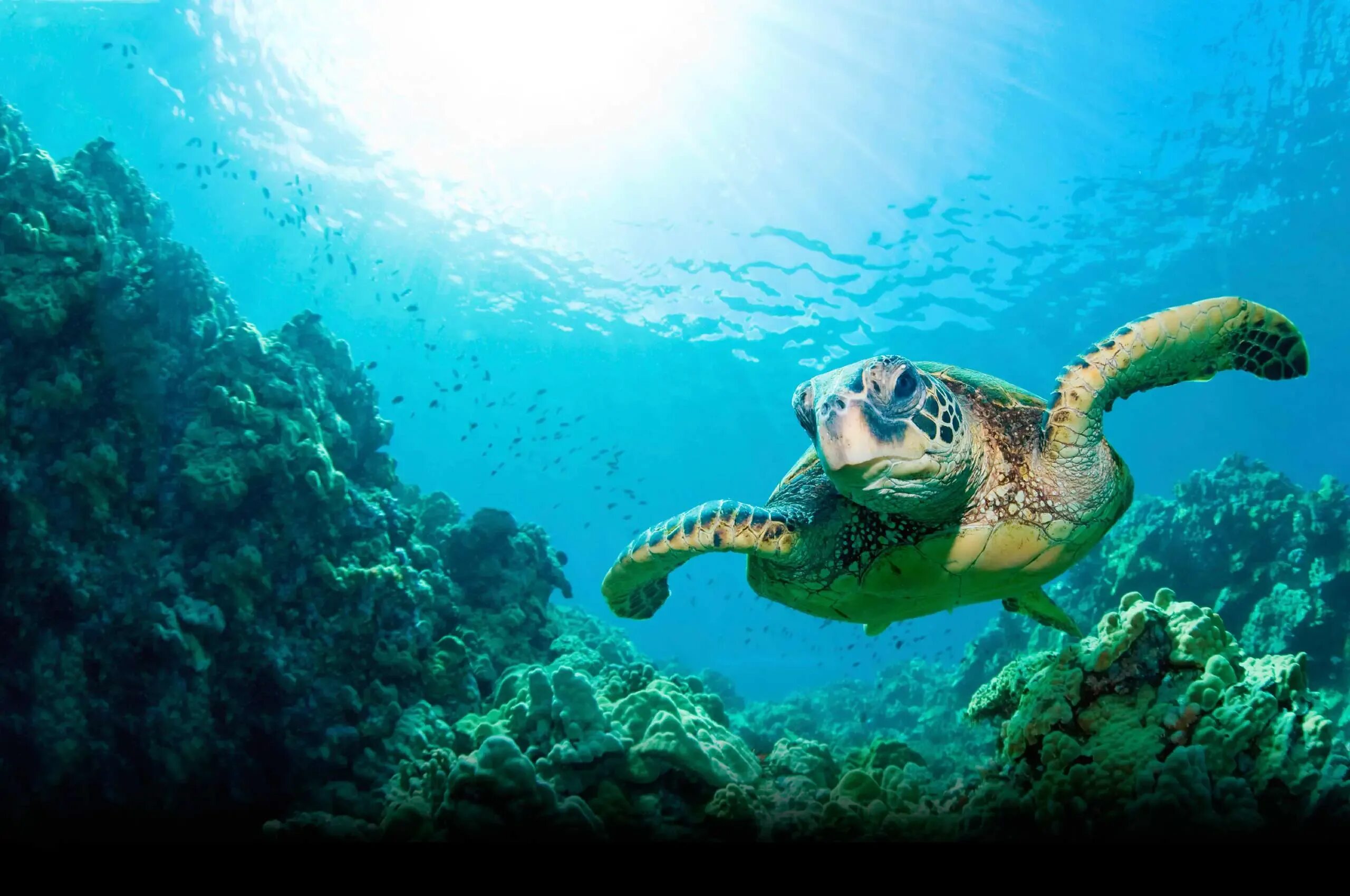 Скорость морской черепахи. Атлантическая Ридлея черепаха. Логгерхед. Морская черепаха в океане. Всемирный день морей и океанов.