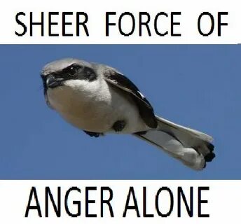 They is birds