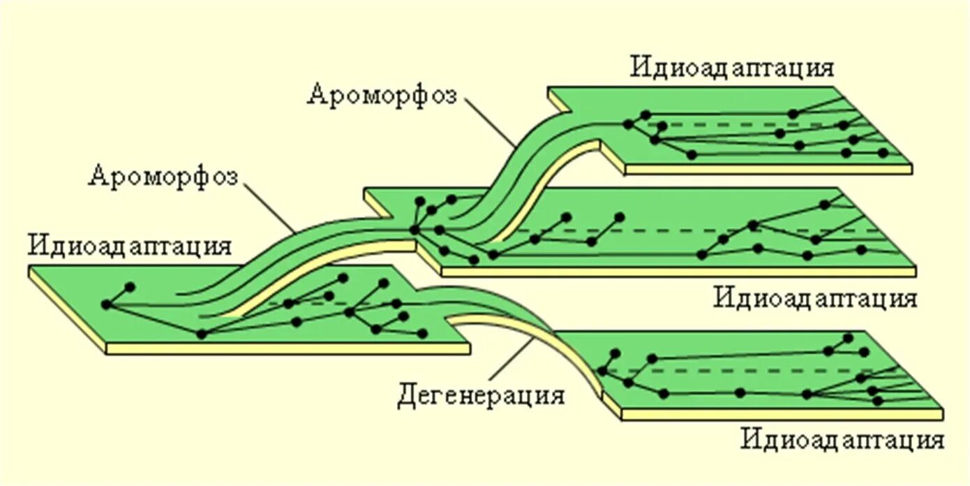 Задания для подготовки ЕГЭ по теме "Основные направления эволюции"