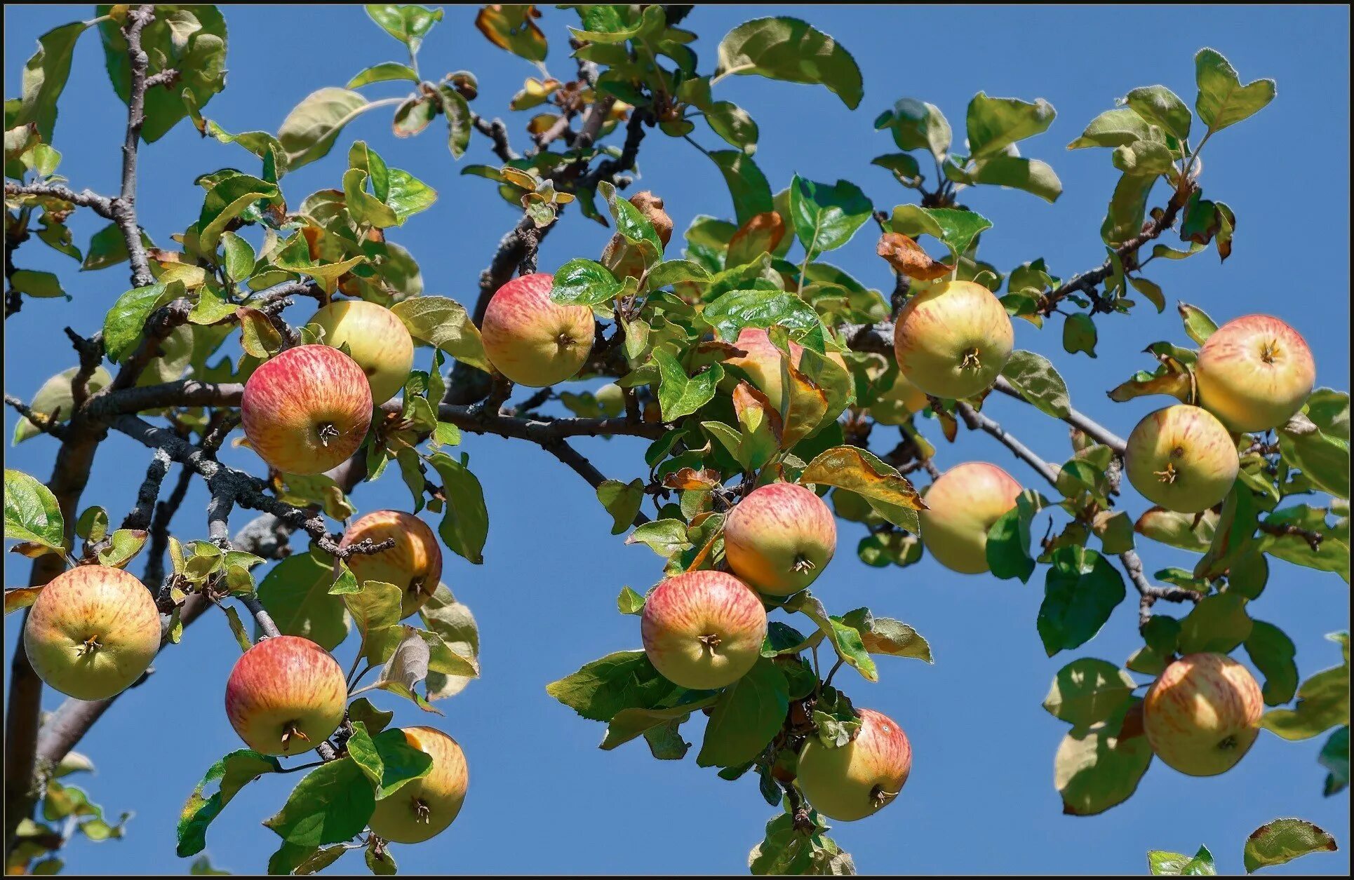 В саду где растут яблоки. Яблоня Кандиль. Яблоня Сиверса. Яблоня Штрейфлинг. Яблоня сорт Штрейфлинг.