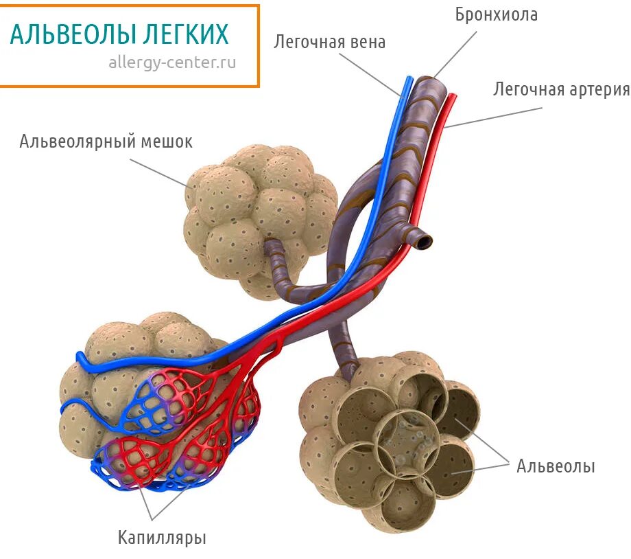 Альвеолы это элементы строения. Строение лёгких альвеолы. строение альвеолы анатомия. строение легочной альвеолы. строение легкого анатомия альвеолы.