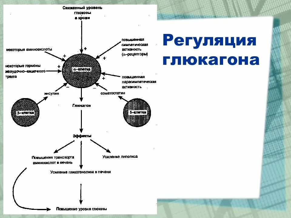 Глюкагон регуляция выработки. Схема регуляции секреции глюкагона. Регуляция биосинтеза и секреции глюкагона. Механизм регуляции секреции глюкагона.