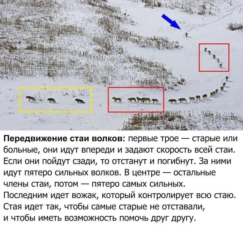 Нужно брать пример. Перемещение стаи Волков. Порядок передвижения стаи Волков. Передвижение волчьей стаи схема. Как идёт стая Волков.