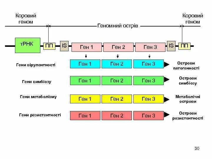 Ис пп. 8 Ген 1. Ген 2 и ген 3 отличия. Ген 1 ген 2 ген 3 Ауди. TBX 1 ген 2.