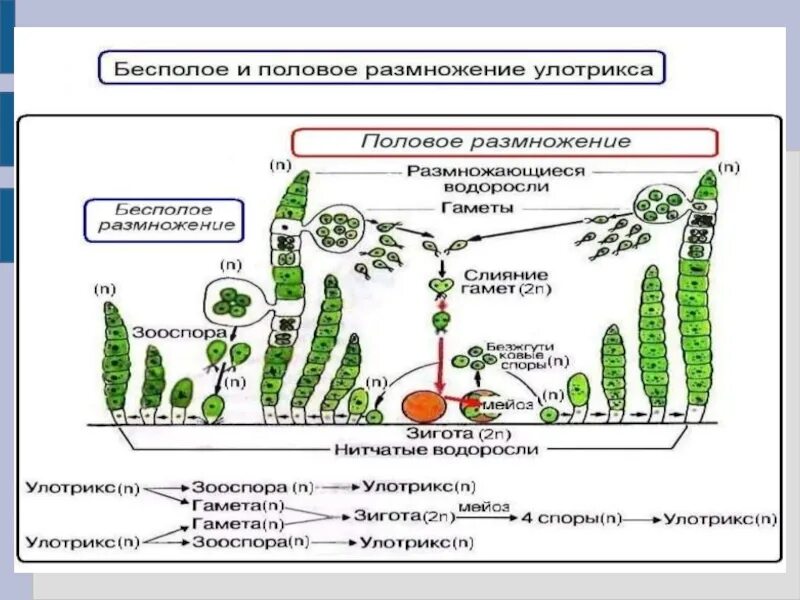 Отделы водорослей биология. Водоросли 6 класс биология. Презентация по биологии 6 класс водоросли. Водоросли 7 класс биология. Строение водорослей 6 класс биология.