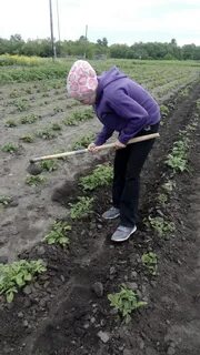 Как окучивать картошку вручную