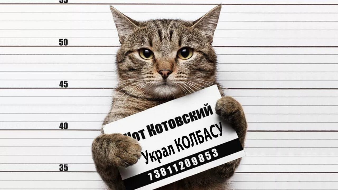 Где написал кот. Кот с табличкой. кот с табличкой в лапах. кот преступник с табличкой. кот с табличкой смешной.