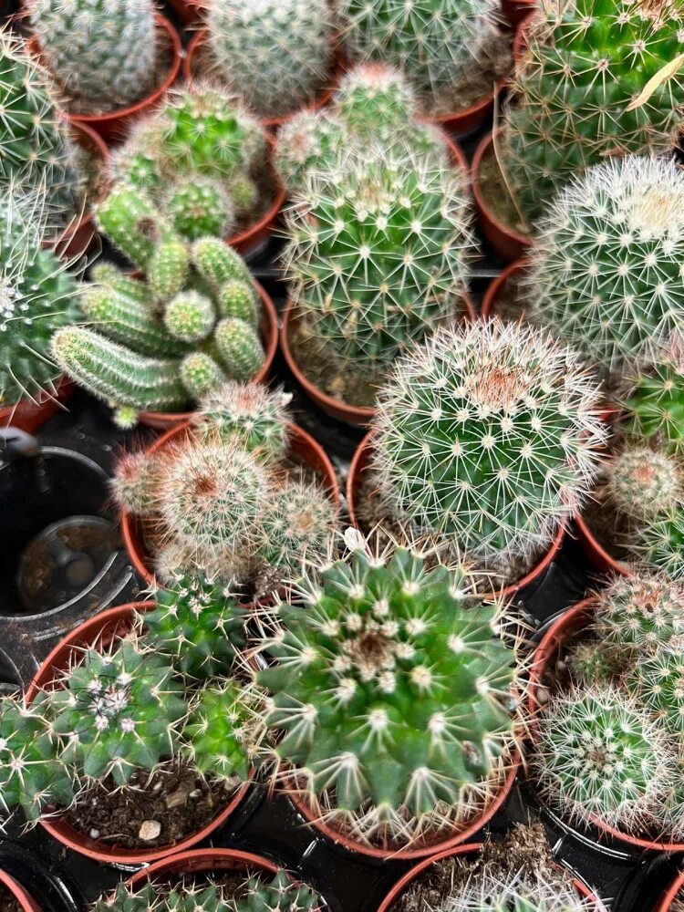 Кактус микс d 10,5 см 15 см. Кактус канарский микс. Кактус микс ронделла. Кактус плант микс. Кактус микс ронделла.
