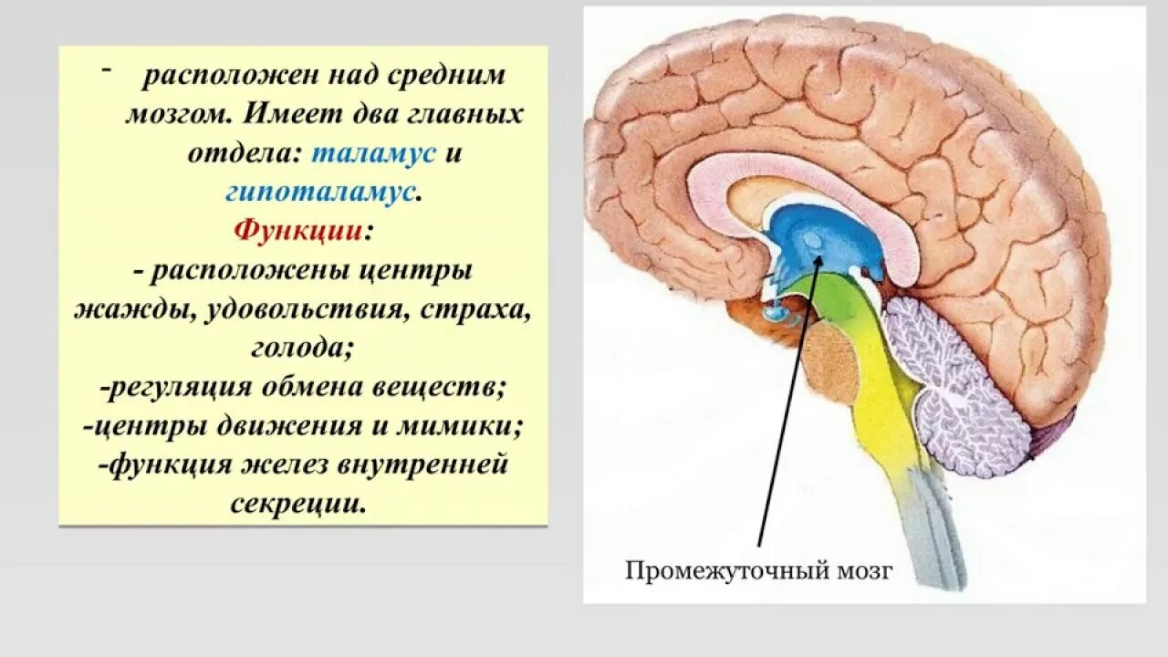 Промежуточный мозг 8 класс биология