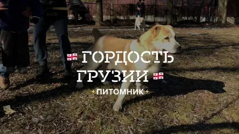 Собака по грузински