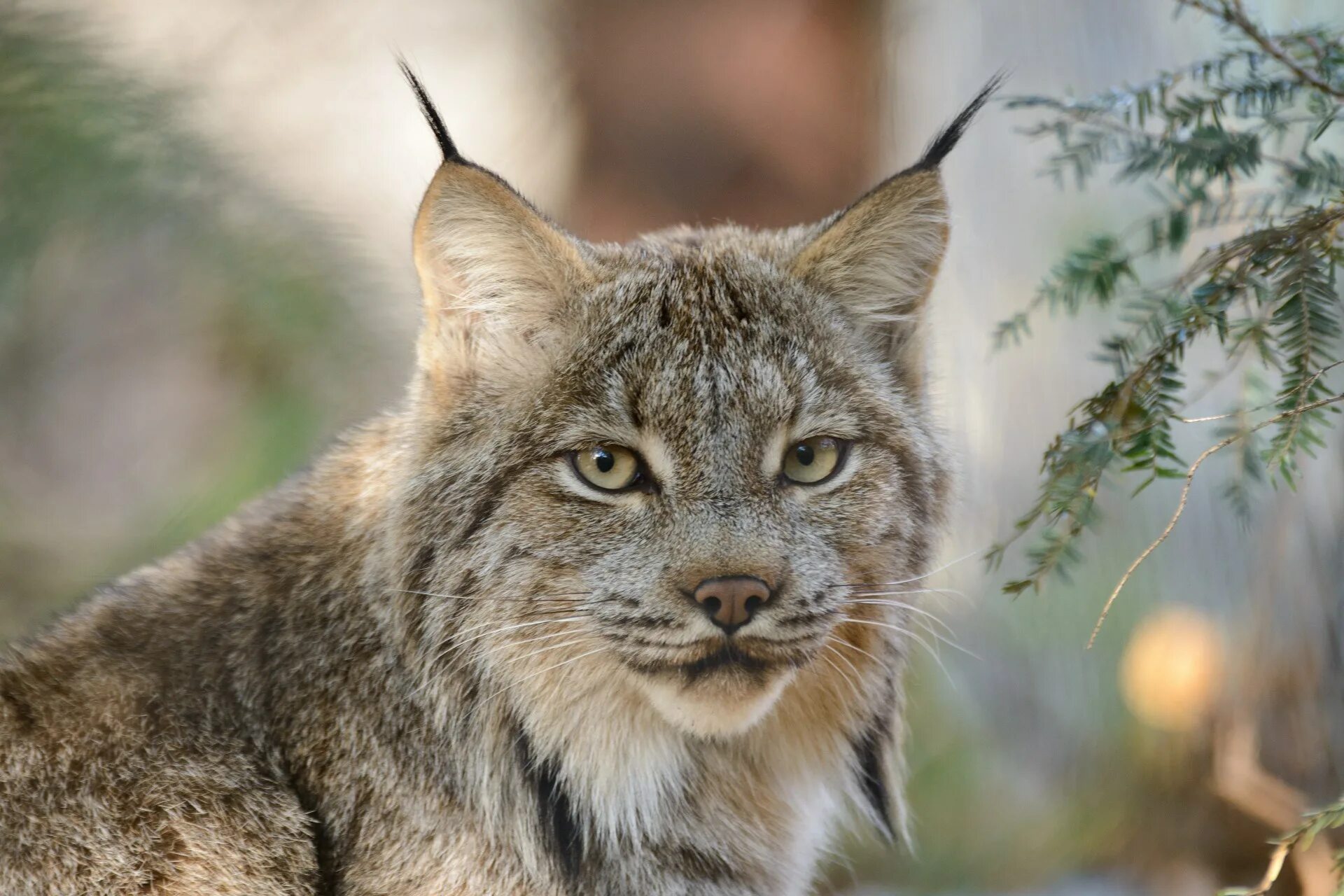 Канадская Рысь. Рысь Сибирская Евроазиатская. Рысь обыкновенная (лат. Lynx Lynx). Канадская Рысь Бобкэт. Тяжелая рысь