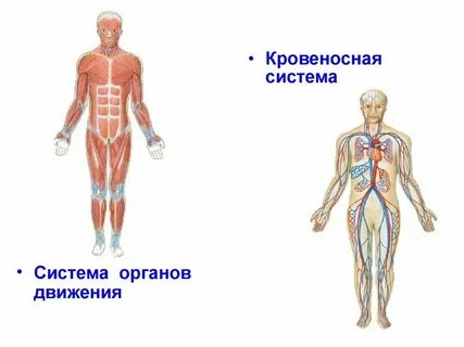 Наука о строении системы органов