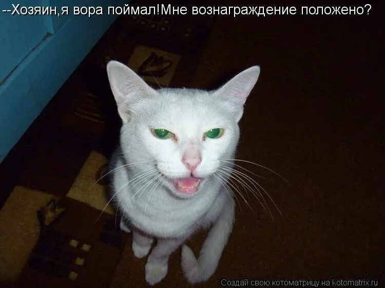 Хозяин всего. Я хозяин вся страна. Я хозяин вся страна. Сфоткай типа я хозяин. Хозяин я отключил твою деградацию кот мем.