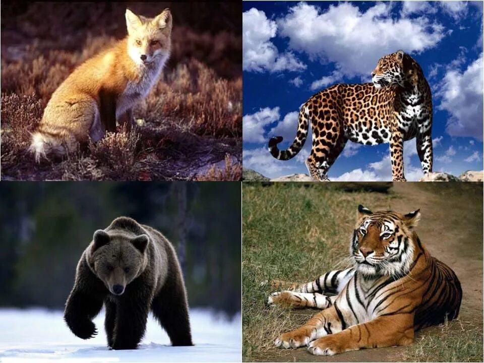 Отряд Хищные представители. Отряды млекопитающих хищники. Хищные млекопитающие. Семейства хищных млекопитающих.