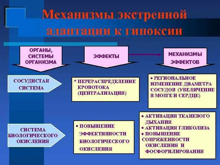 Экстренная адаптация к гипоксии схема. Экстренный механизм адаптации к гипоксии. Механизмы экстренной адаптации организма к гипоксии. Экстренные механизмы адаптации при гипоксии.