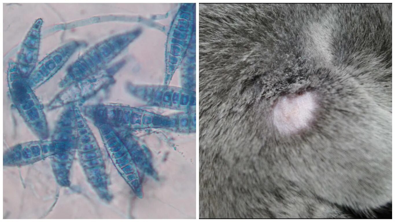 Заболевания передающиеся от кошек. Дерматомикоз (стригущий лишай). Стригущий лишай (дерматофитоз. Microsporum canis микроскопия. Стригущий лишай микроспория.