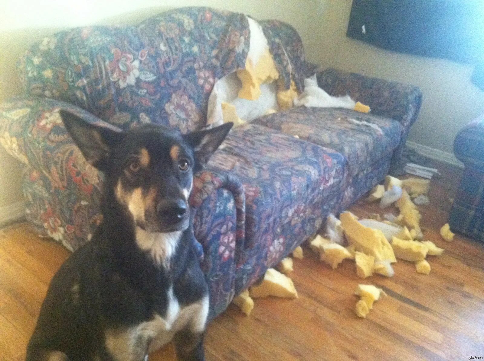 Собачьи проделки. Погрызанный диван собакой. Собака беспорядок в квартире. Вещи без хозяина. Вещи без хозяина.