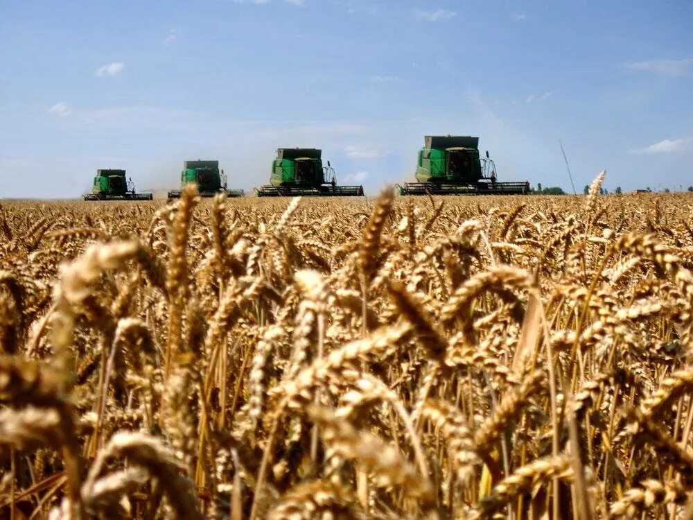 Сельскохозяйственные культуры. Сельское хозяйство пшеница. Растениеводство. Растениеводство зерно. Урожайность кормовой