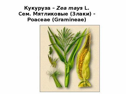 Формула кукурузы