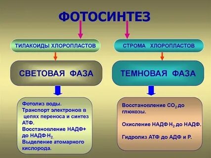 Какие процессы происходят в световую фазу