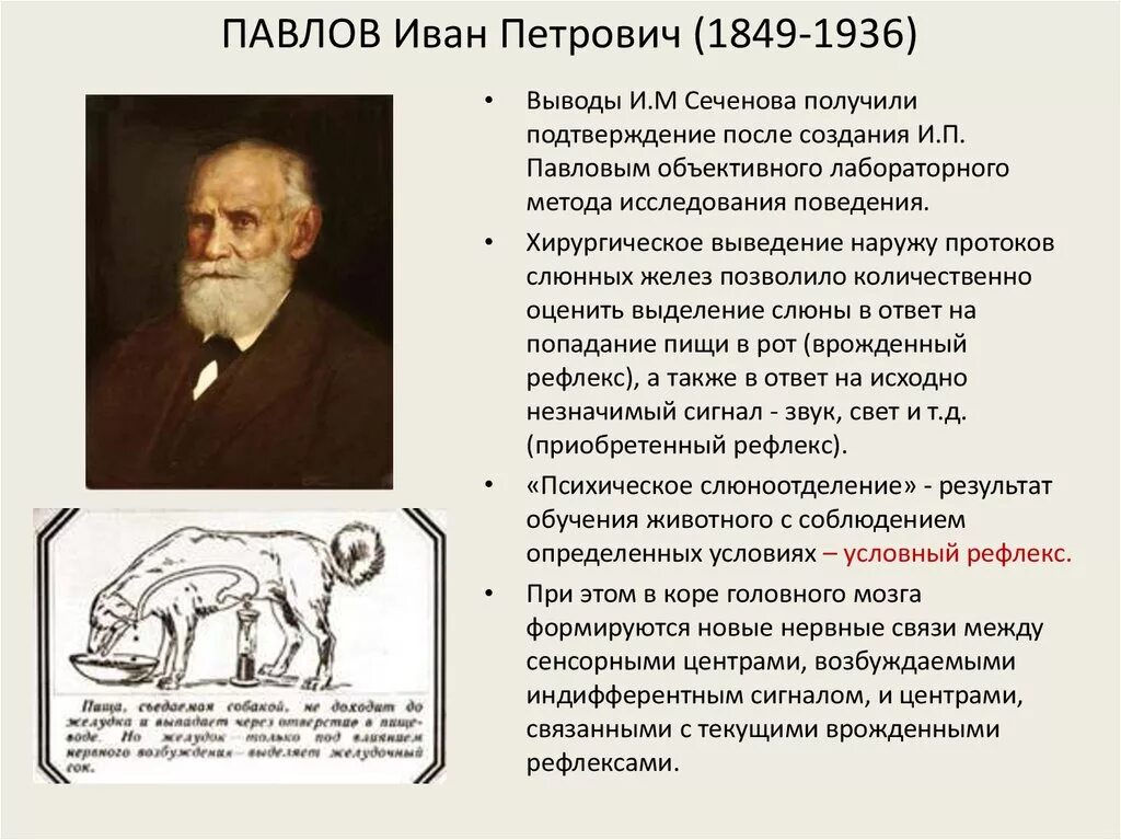 Открытия и п павлова. Павлов и.п. (1849-1936). Научная биография и п Павлова.
