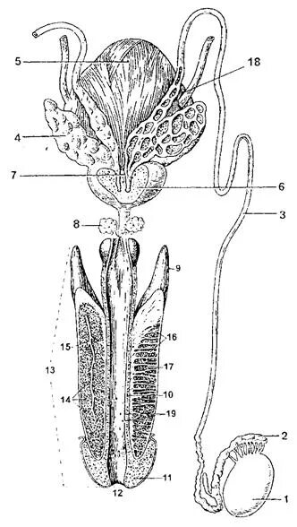 Найти мужской орган. Схема строения мужской половой системы. Половая система мужчины анатомия. Наружные половые органы мужчины анатомия. Строение мужского полового органа.