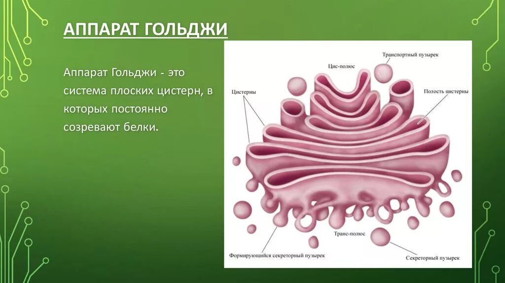 Выполняет секреторную функцию аппарат гольджи. Аппарат Гольджи в биологии строение. Аппарат или комплекс Гольджи строение. Структура комплекса Гольджи. Комплекс Гольджи строение отделы.