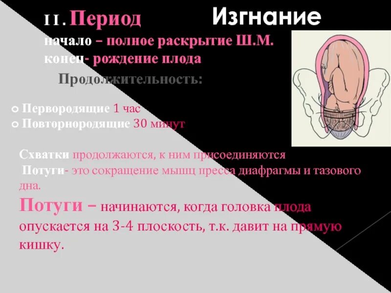 Сколько сокращается матка после родов у первородящих