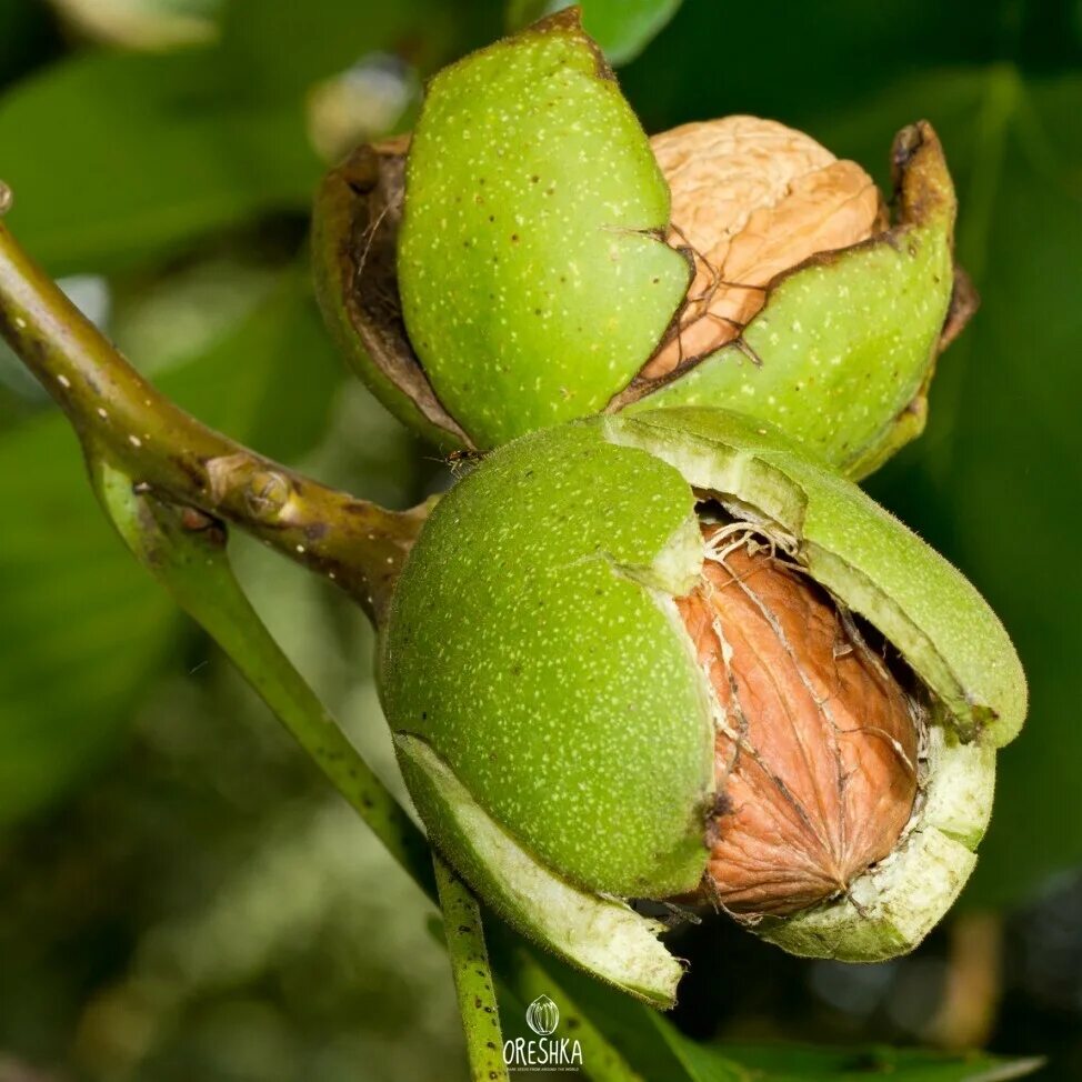 Подкормка грецкого ореха. Орех грецкий (Juglans Regia). Орешник грецкий дерево. Орех грецкий Juglans Regia соцветие. Плоды грецкого ореха на дереве.