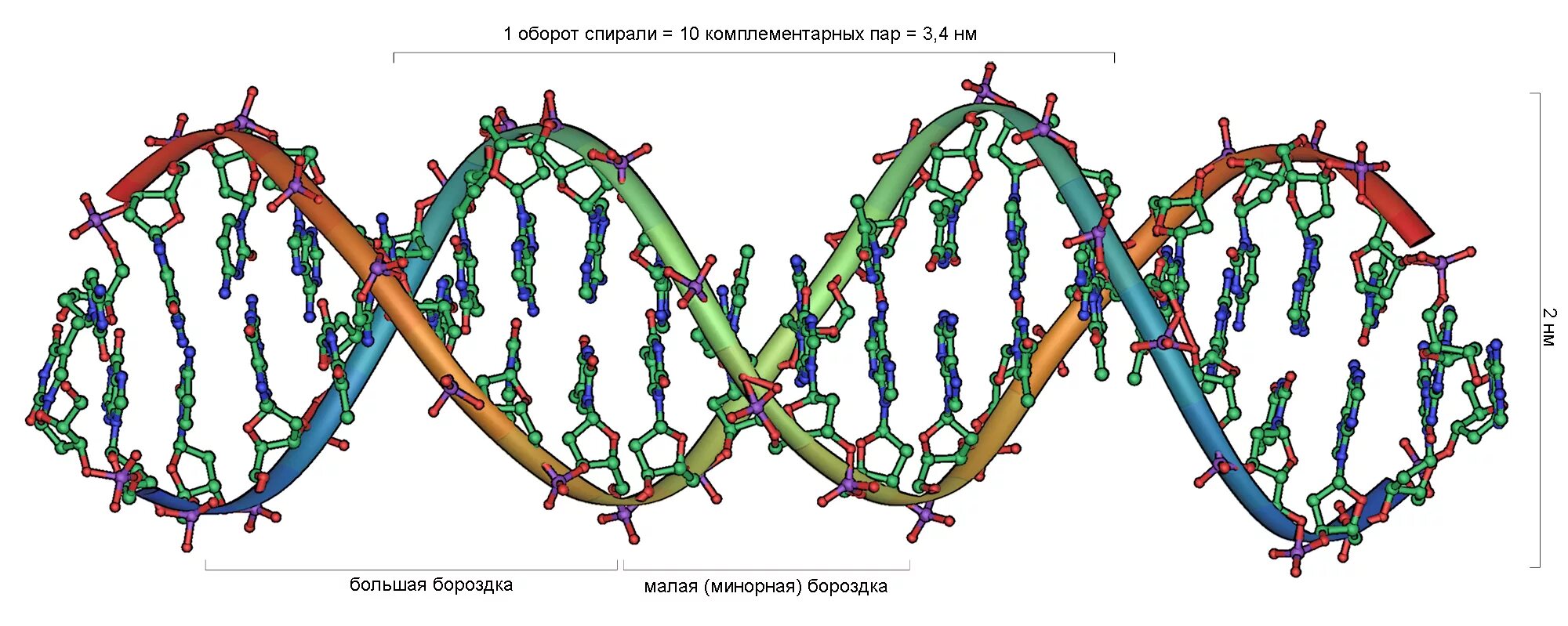 Спираль ДНК лента Мебиуса. Секвенирование РНК. ДНК генетика биология. Цепочка ДНК коронавируса. При расшифровке генома папоротника
