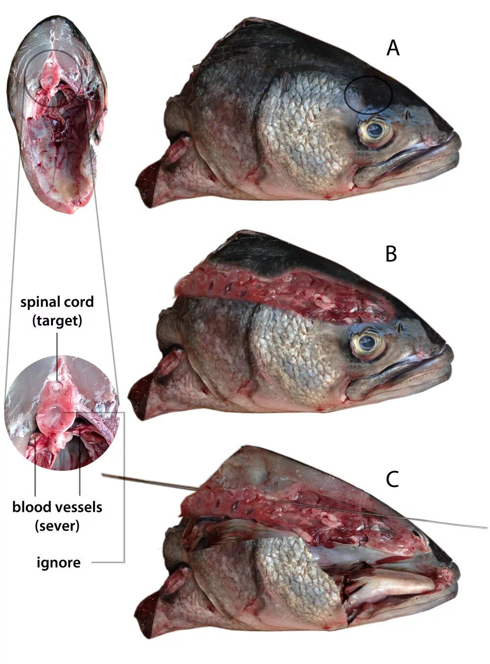 Brain fish. Мозги рыбы. Если у рыб мозг. Размер мозга рыбы.