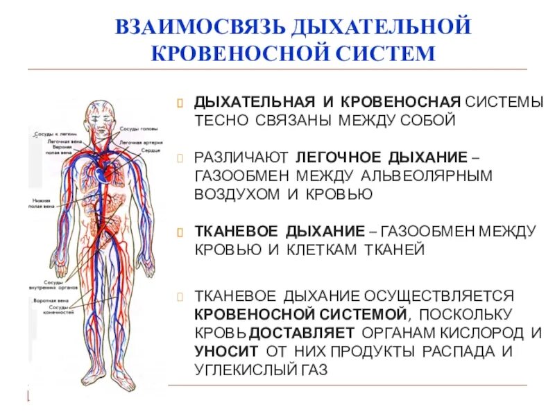 Взаимосвязь дыхательной и кровеносной систем. Взаимосвязь кровеносной и дыхательной системы человека. Дыхательная и кровеносная система 8 класс. Как связаны кровеносная и дыхательная системы.