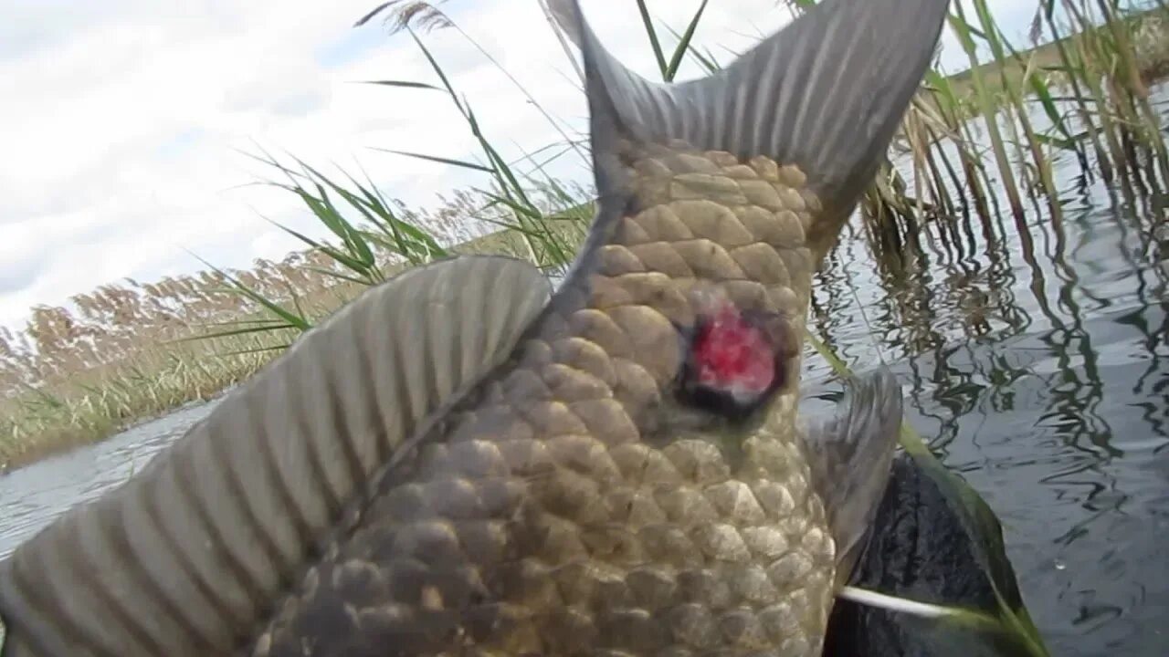 Аэромоноз краснуха карповых. Краснуха карпа (аэромоноз). Краснуха карпа (аэромоноз). Краснуха у карпа. Краснуха у карпа.
